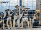 Волгоградские депутаты рассмотрят закон об уничтожении бродячих собак