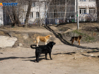Экстренные службы Волгограда привлекут к борьбе с агрессивными собаками