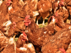 Крупная птицефабрика признана банкротом в Волгоградской области