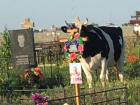 Массовую гибель коров расследуют под Волгоградом 
