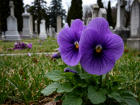 Одно неловкое касание – штраф миллион: фиалка для детских похорон зацвела под Волгоградом