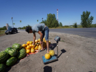 Секрет выбора спелого и сочного арбуза раскрыли в Волгограде