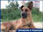 В Волгограде собака умирала мучительной смертью на глазах у детей: дворнягу отравили