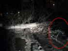 «Пятнадцатую» раздавило рухнувшим деревом на юге Волгограда