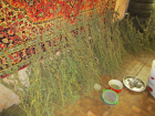На западе Волгограда местный житель продавал 5 кг марихуаны в стаканах