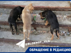 За 5 дней сгорели все: неизвестные расправились с щенками под Волгоградом