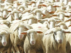 Под Волгоградом мужчины украли у фермера отару овец