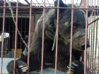 В Волгограде собирают матпомощь для медведя-пенсионера
