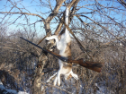 В Волгоградской области открыта охота на лисицу и горностая