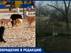 Чипированные собаки размножаются прямо на детской площадке: волгоградцы шлют видео