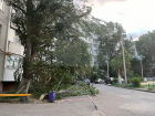 Штормовой ветер в Волгограде снова валит деревья