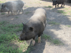 Волгоградские власти проверяют сброс свиных трупов в озеро   