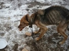 Опасный волонтер превращает собак в ходячие скелеты под Волгоградом