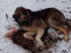 Волгоградские ветеринары борются за жизнь огромного щенка азиата с серьезными травмами головы
