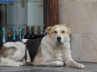 Штрафы за собачьи экскременты могут ввести в Волгограде