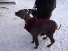"Блокнот Волгограда" нашел кутюрье для спасения облысевшей собаки из приюта "Дино"