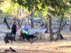 Выпустят в город или убьют? Тысячи бездомных собак Астрахани везут в Волгоград