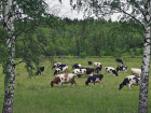 В Калмыкии преступники похитили более 100 коров, чтобы сдать на забой в Волгоградской области
