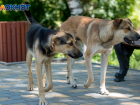 Дикие звери заразили смертельным вирусом домашних собак под Волгоградом