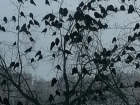 Кадры будто из фильма Хичкока: нашествие ворон возле администрации Советского района заметили в Волгограде