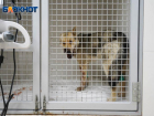 Сложная операция предстоит собаке, которую в упор расстрелял дачник в Волгоградской области