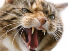 На севере Волгограда агрессивный кот напал на хозяйку 