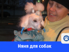 Услуги няни для собак в Волгограде