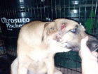 В Волгограде собака с пулевым ранением в голову ищет хозяина