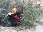 Сильный ветер повалил дерево на новенький Hyundai в Волгограде