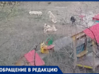 Стая собак напала на беременную волгоградку