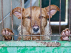 Волгоградские чиновники готовы платить за убийство собак по 2766 рублей с копейками