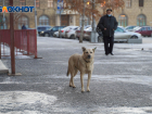Стая собак напала на женщину на севере Волгограда