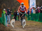 Впервые в Волгограде пройдут гонки на собаках - драйленд "Шелковый Путь"