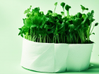 Выращивать микрозелень в туалетной бумаге учит Роспотребнадзор волгоградцев 