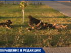 «Боимся отпускать детей»: стаи бродячих собак держат в страхе поселок под Волгоградом