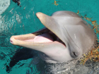 Большинство жителей Волгограда против строительства дельфинария