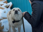 Предновогоднее чудо: осиротевшему волгоградскому псу Кокосу нашли дом 