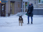 5 января в Волгоградской области мокрый снег и гололед
