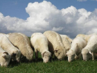 Пастух-рецидивист похитил стадо овец под Волгоградом