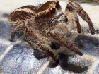 Пушистый глазастый паук привел в восторг волгоградского рыбака 