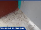 "Дождь" из тараканов стал нормой для жителей многоэтажки в Волгограде 