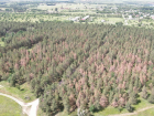 Хвойные леса массово гибнут в Волгоградской области от неизвестной болезни: экологи бьют тревогу