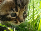 Расчленение котенка под Волгоградом сняли на видео и выложили в Сеть 