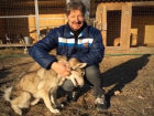 Сбежавшую собаку-волка хозяин через несколько месяцев обнаружил в волгоградском приюте