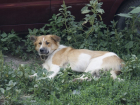 Банда догхантеров убивает домашних собак на севере Волгограда
