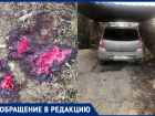 Расстрелявший два месяца назад собаку дачник в Волгоградской области возмущен бездействием в отношении бездомных животных