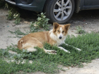 Битва соседей: убить или оставить охранниками личных авто 8 стерилизованных собак