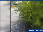 Пешеходный переход в Волжском скрывают от водителей ветки деревьев