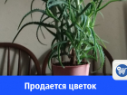 Продается любимый цветок