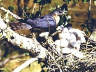 В природном парке Волгоградской области найдено гнездо редкой птицы